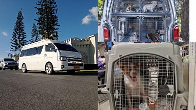 Dog and cat transport Bangkok