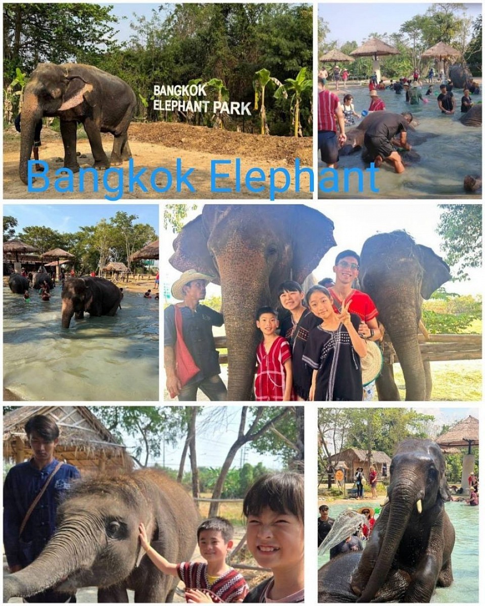 Elephant Bangkok